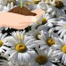 Shasta Daisy Flower Seeds - Alaska Variety - 1 Gram Seed Packet - White Blooms, Yellow Centers - Perennial Daisies - Flower Gardening   566996821